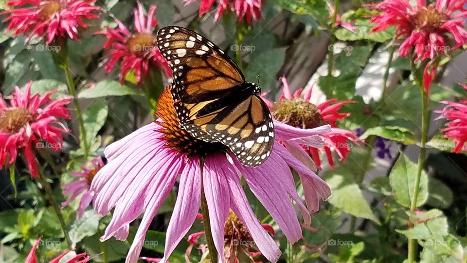 monarch sunning on flower