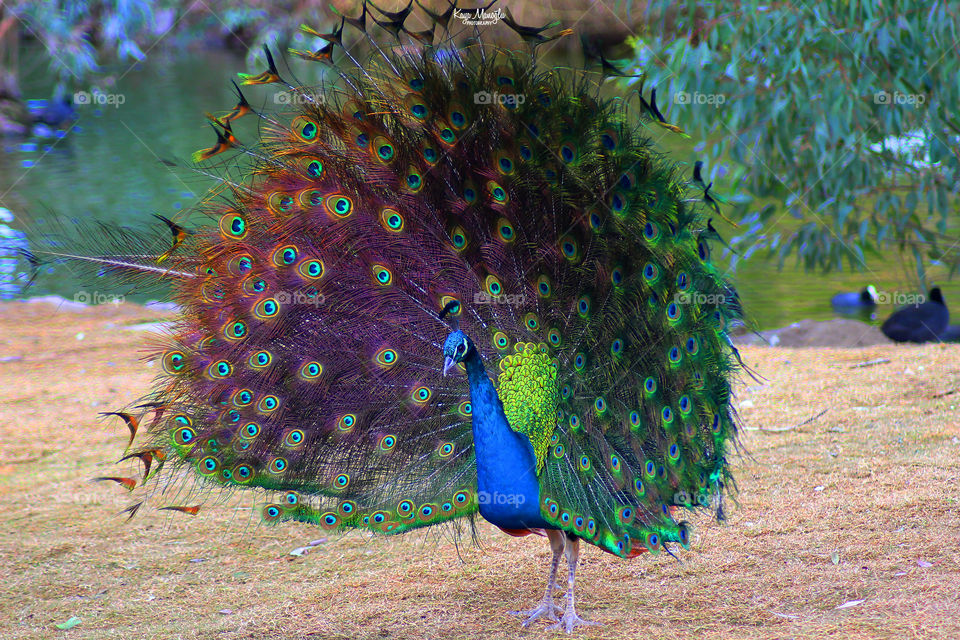 The Peacock