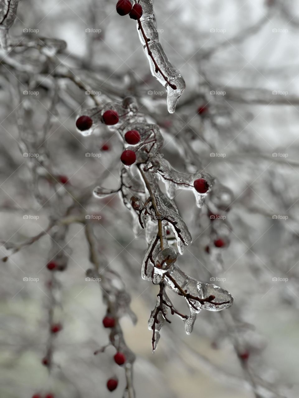 Tree with red berries with ice glaze