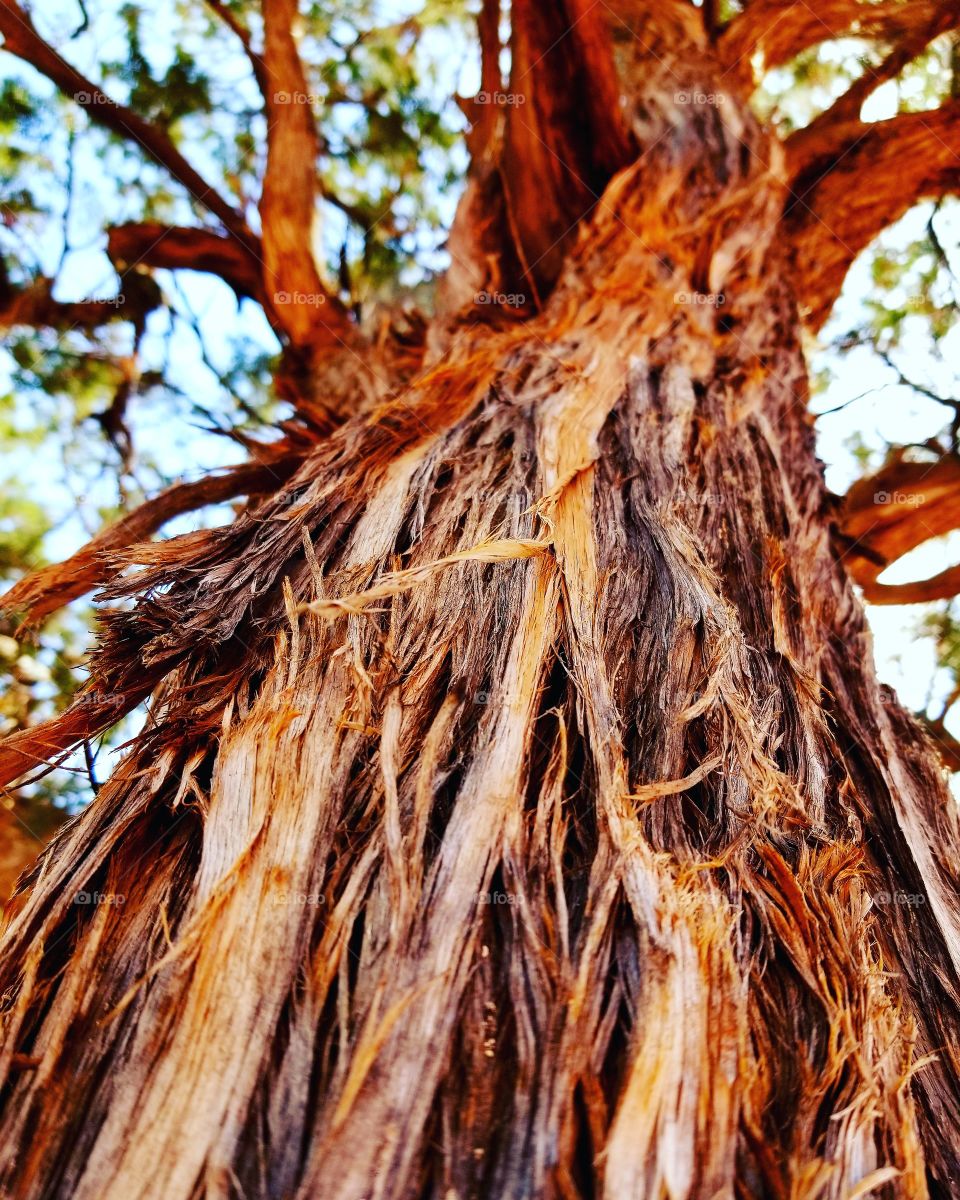 Elder tree