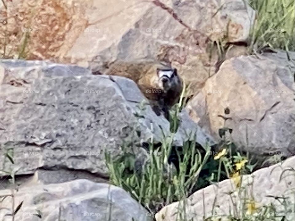 Marmot 