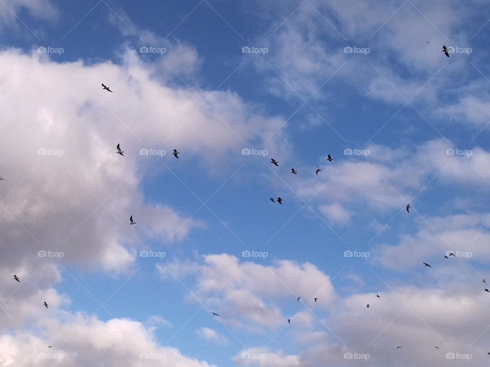 Seabirds in the sky