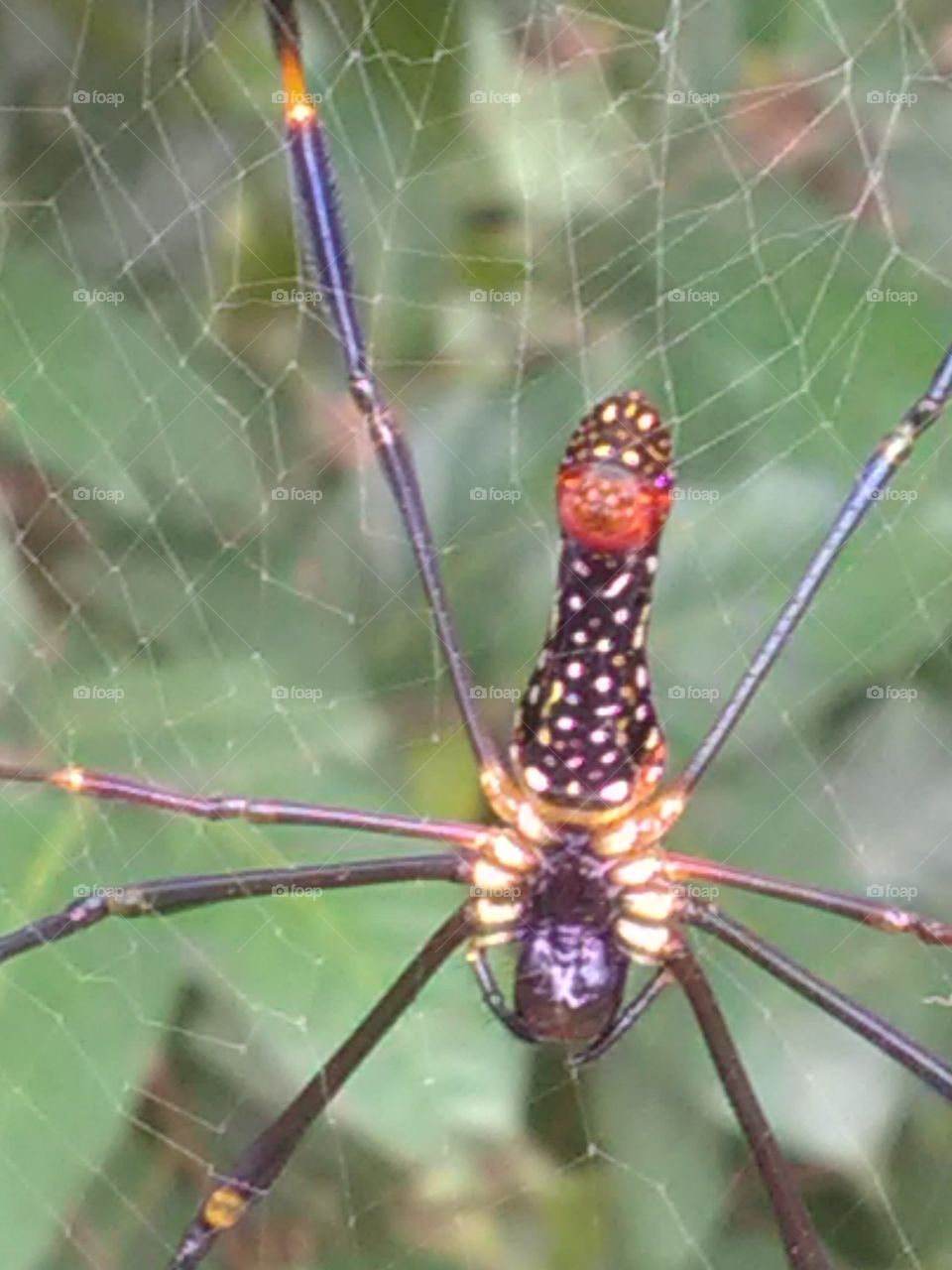 This colored spider hunt the insects by spreading a fast, beautiful but dangerous trap.