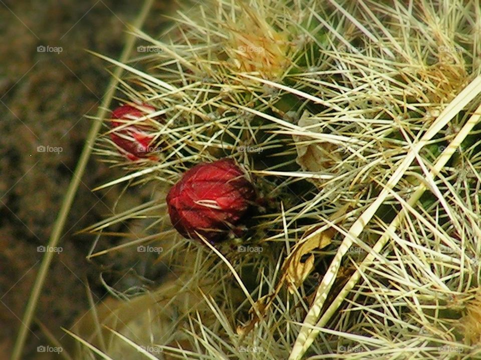 blossom . close up of some cactus 