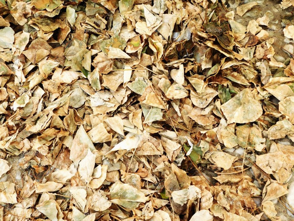 dry leaves