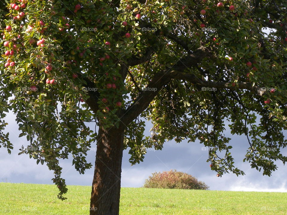 Apfelbaum, Äpfel, Apple Tree,