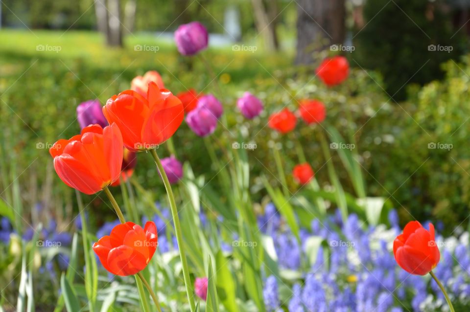 field of flowers