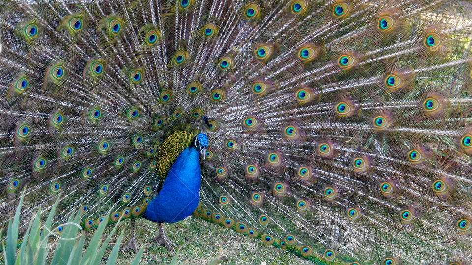 peacock
