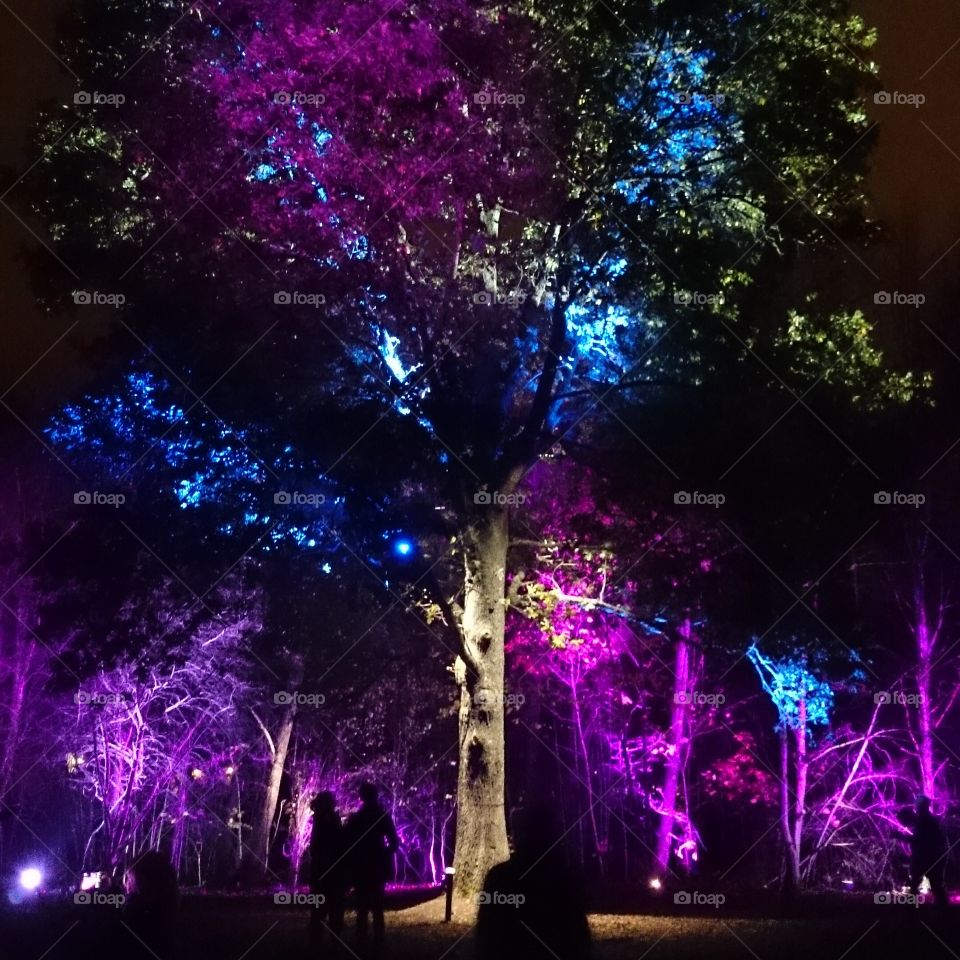 Colorful lightning on a tree. Colorful lightning on a tree 