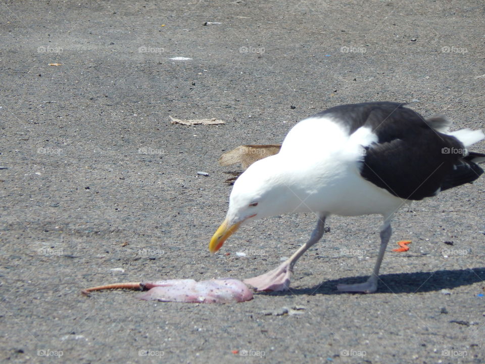 Eagle Seagull Finds a Meal