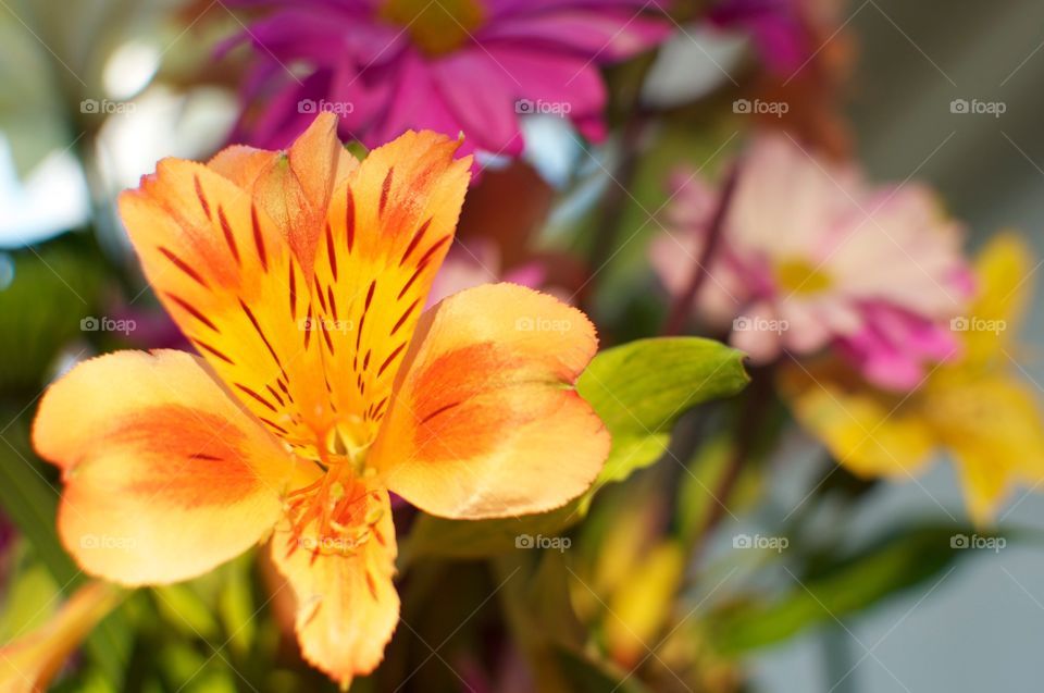 Orange Flower 