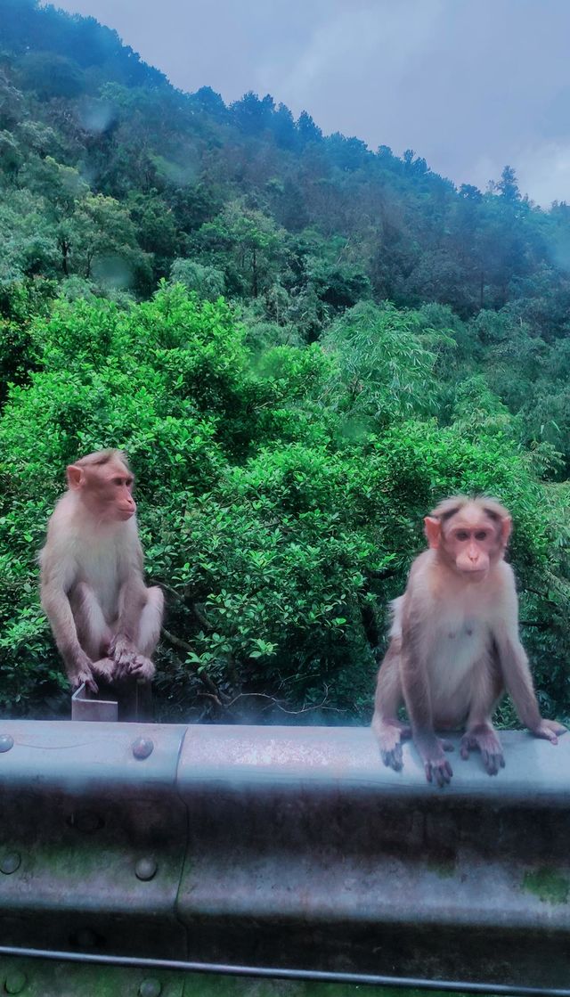 Cute Monkies
