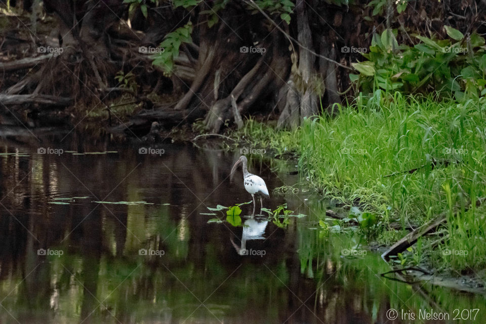 Juvenile white ibis alone in the forest 