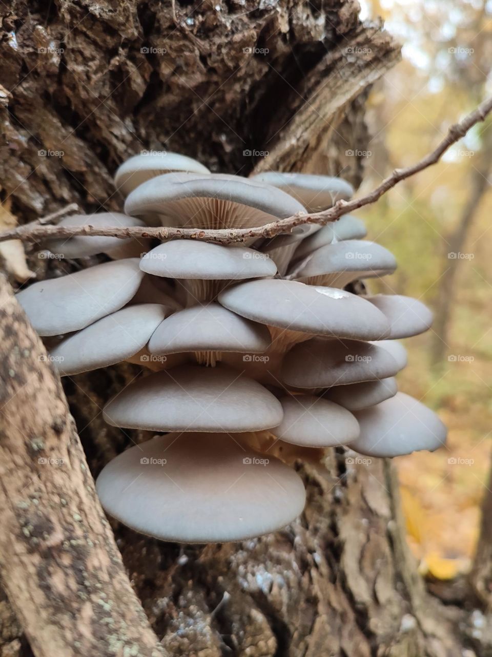 Group of oyster mushrooms on tree trunk in autumn forest