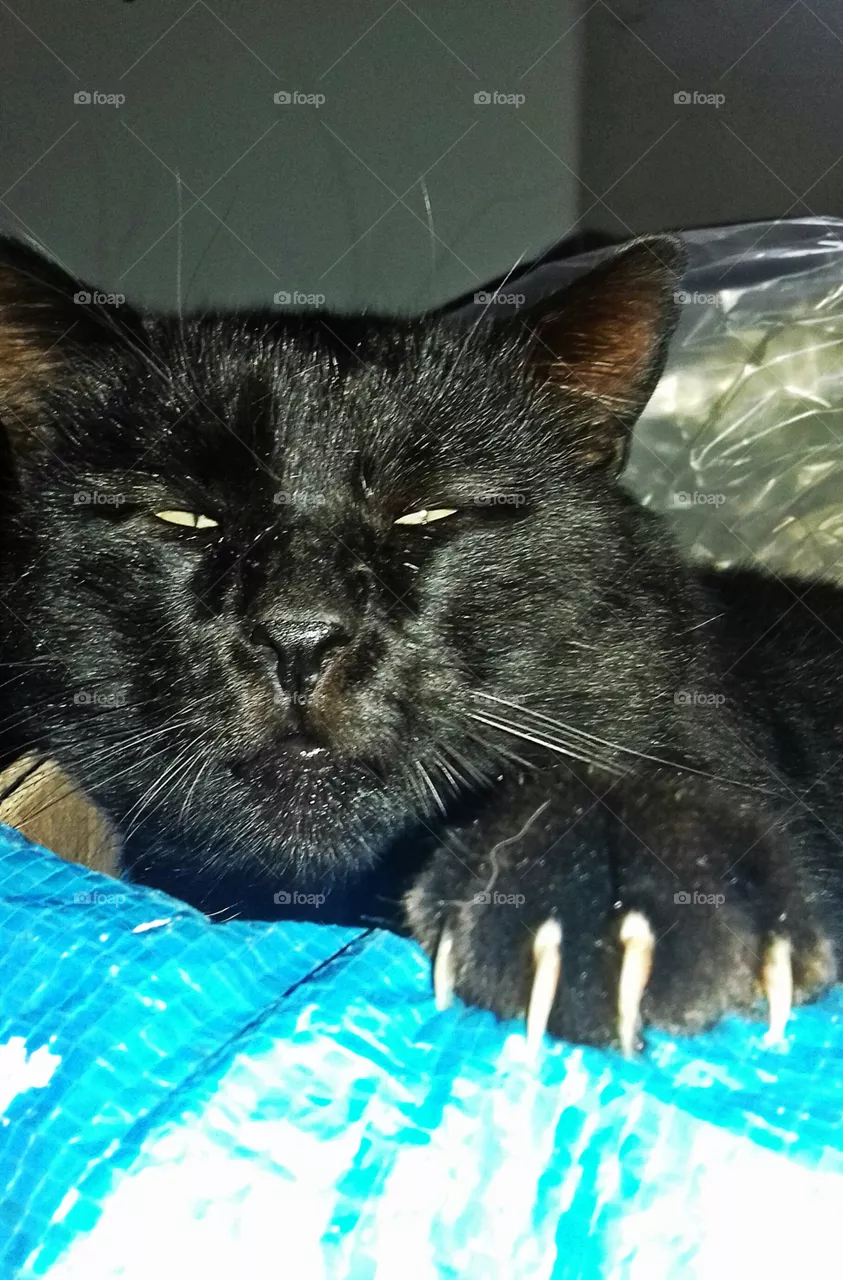 Black cat