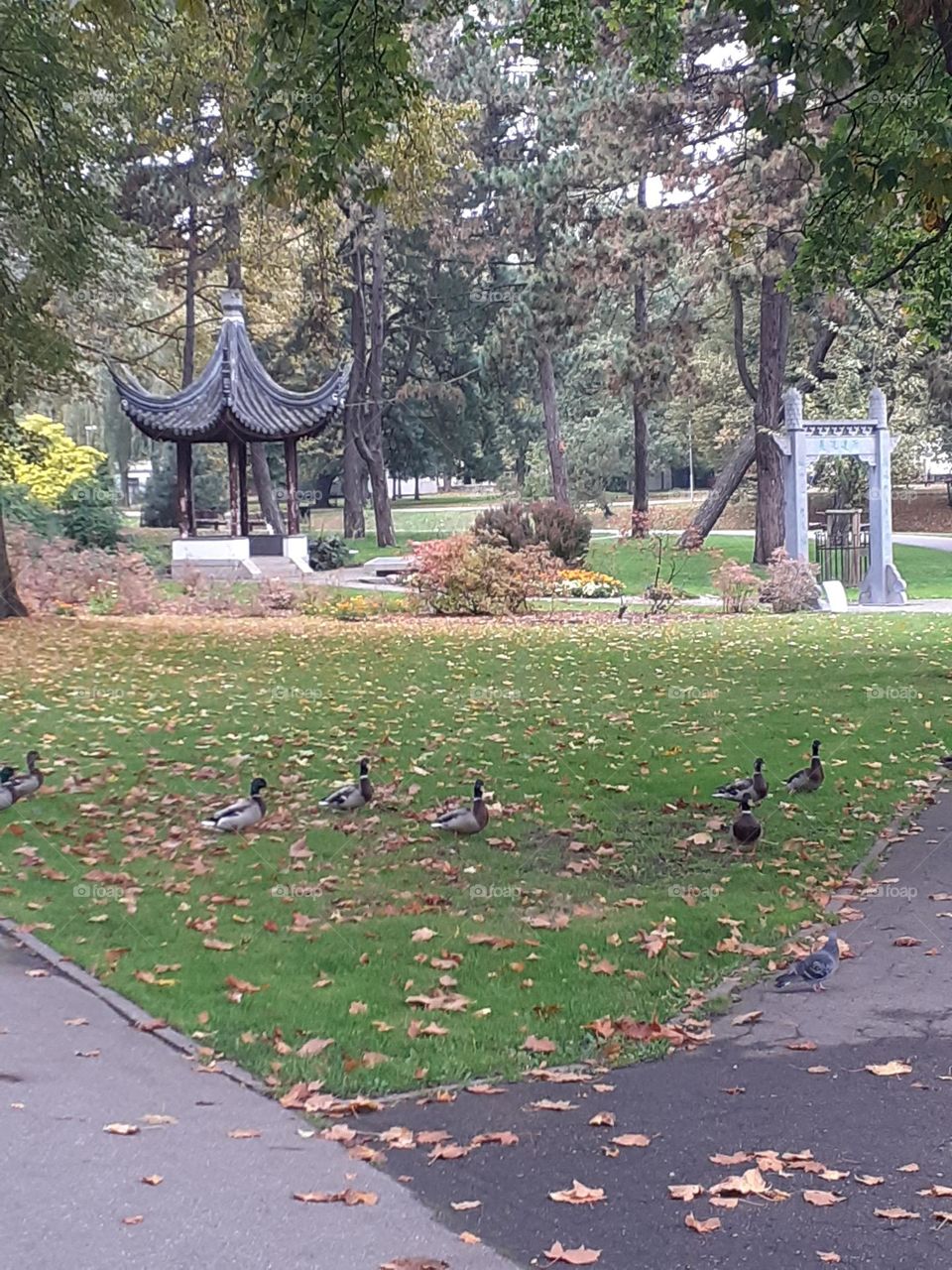 Китайская беседка. Парк Кронвалда.