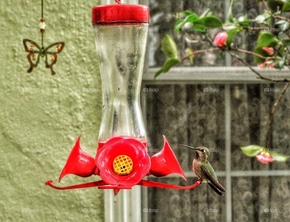 Hummingbird at Feeder