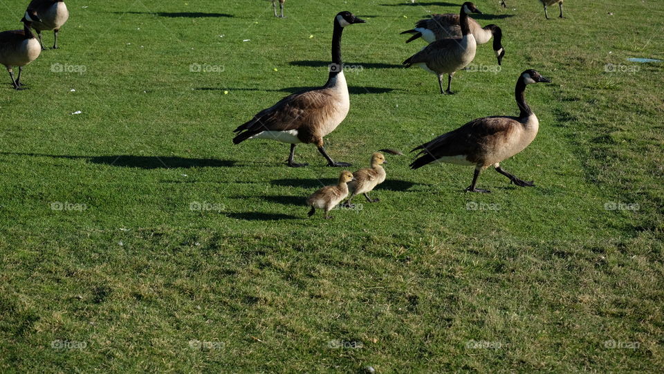 Ducklings walking with parents in a park