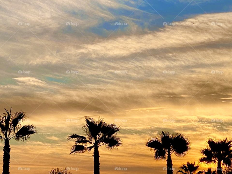 Sunset Palms
