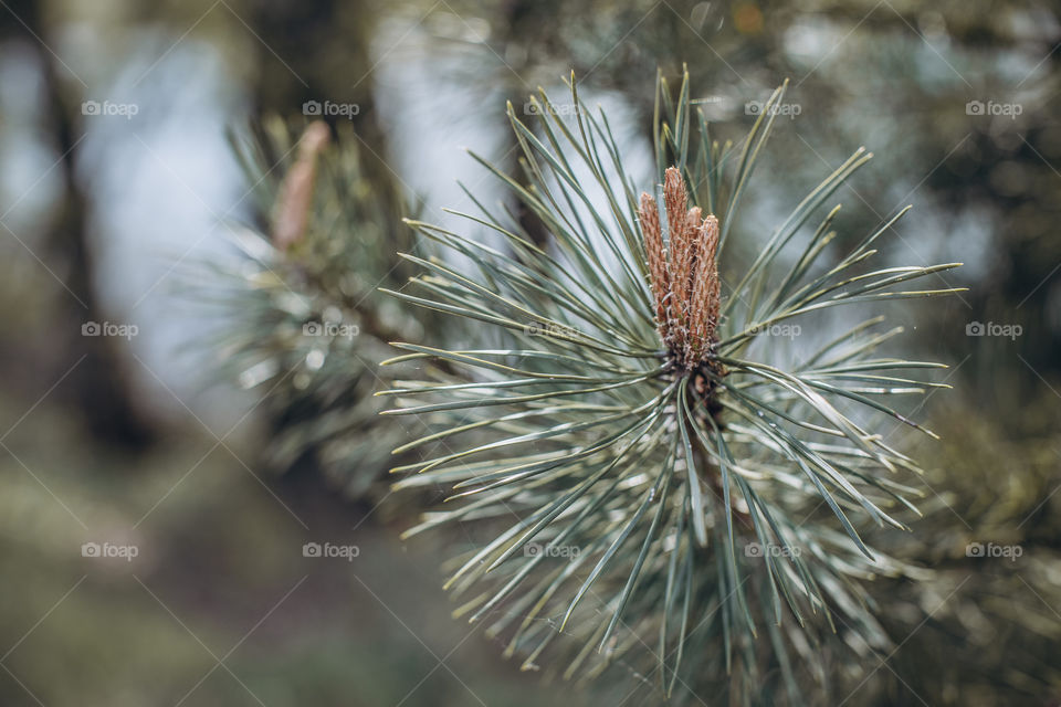 Pine cone