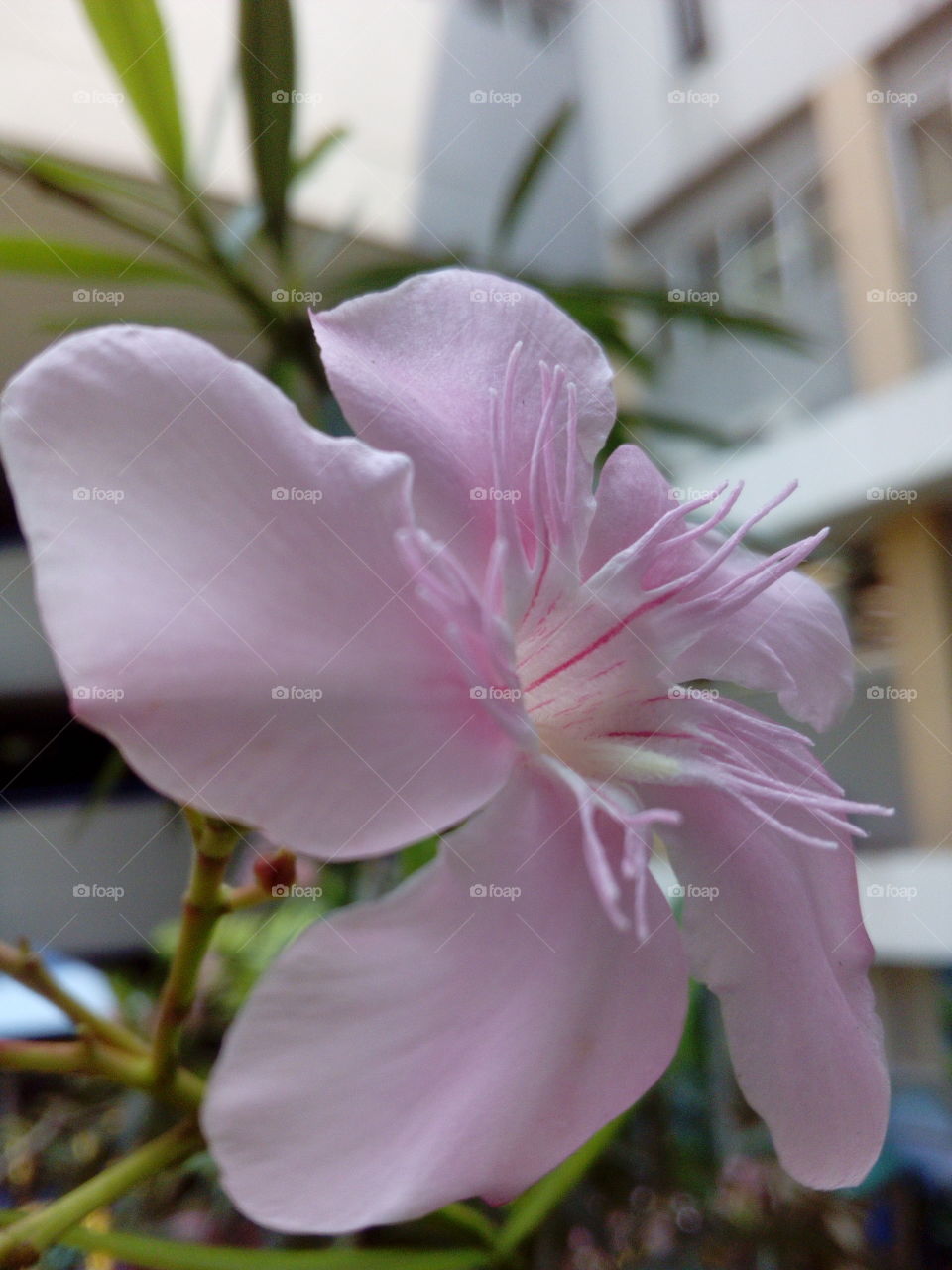 Pink Flower