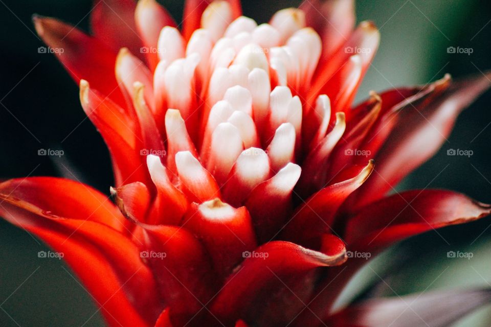 Close-up of flower