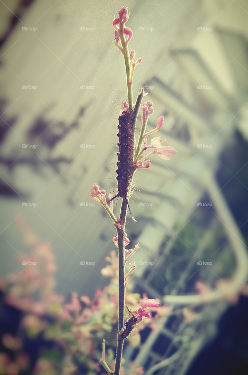 Close-up of caterpillar on flowering plant