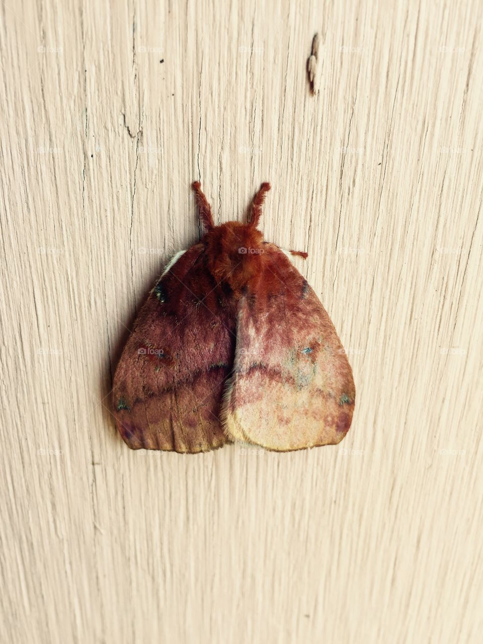 Pretty rust colored moth on a weathered wood door. 