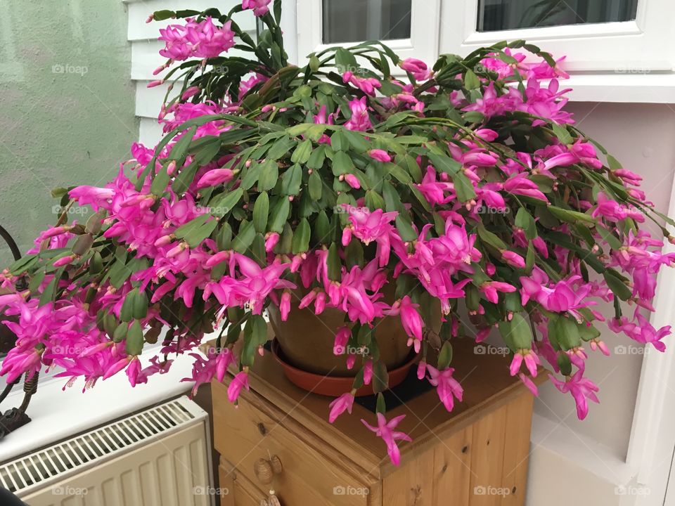 My grandmas Christmas cactus 