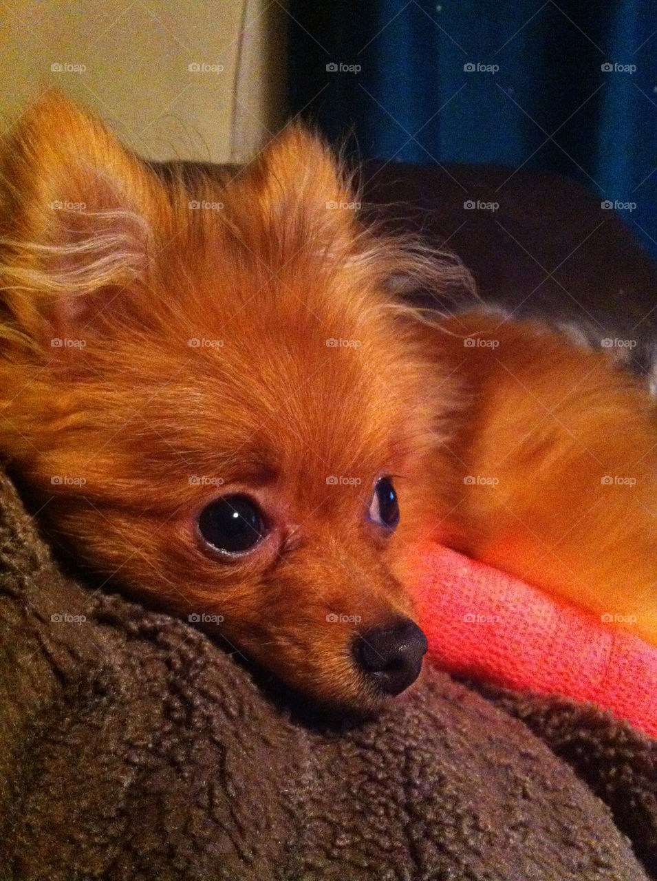 dog cute pet bandage by binkyboo