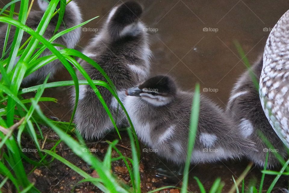 Ducklings chilling at the side of a brown, muddy pond