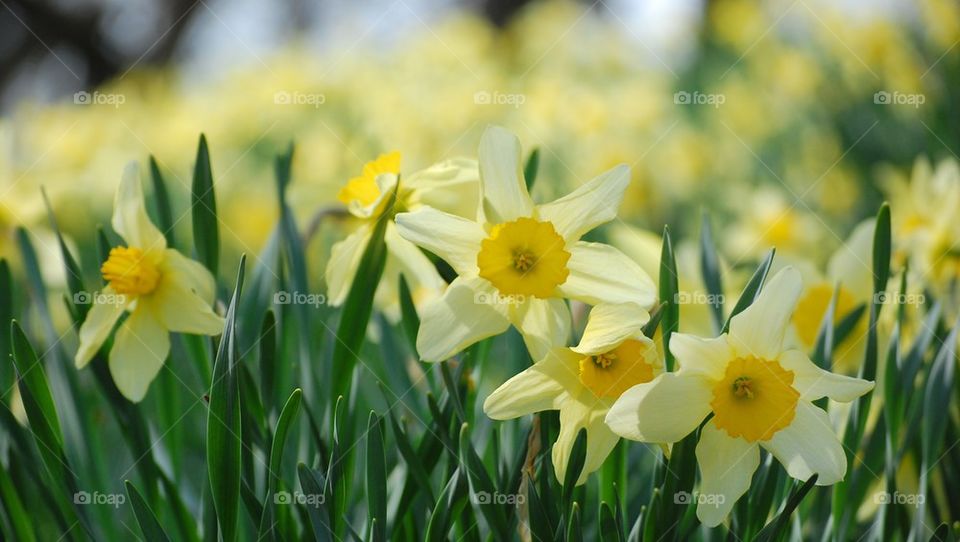 Daffodil delight