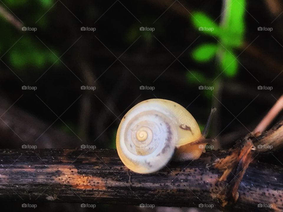 Cute snail.
