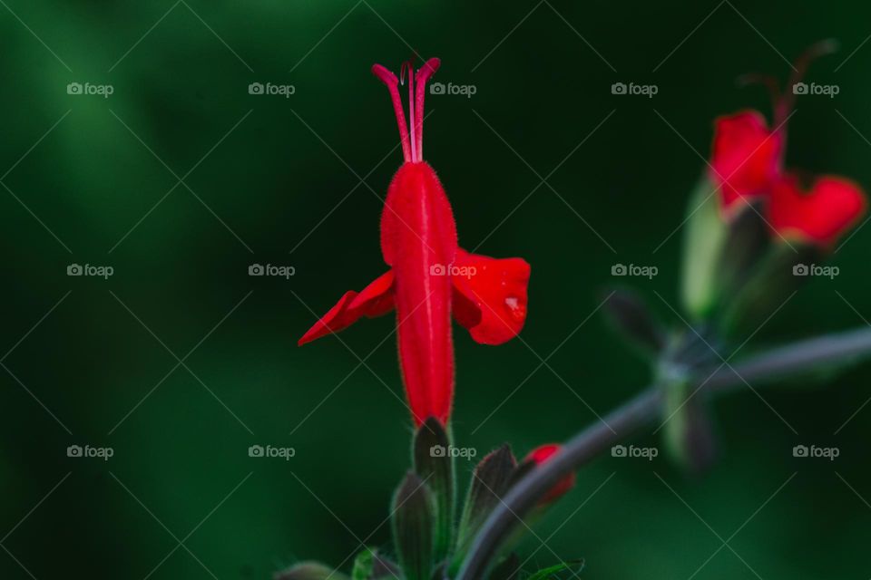 Macro of a bright red wildflower against a dark green background. This is growing in the shade of some taller snapdragons and thistles in my pollinator meadow that used to be a front grassed lawn. Help me out if you know what this is?!? 