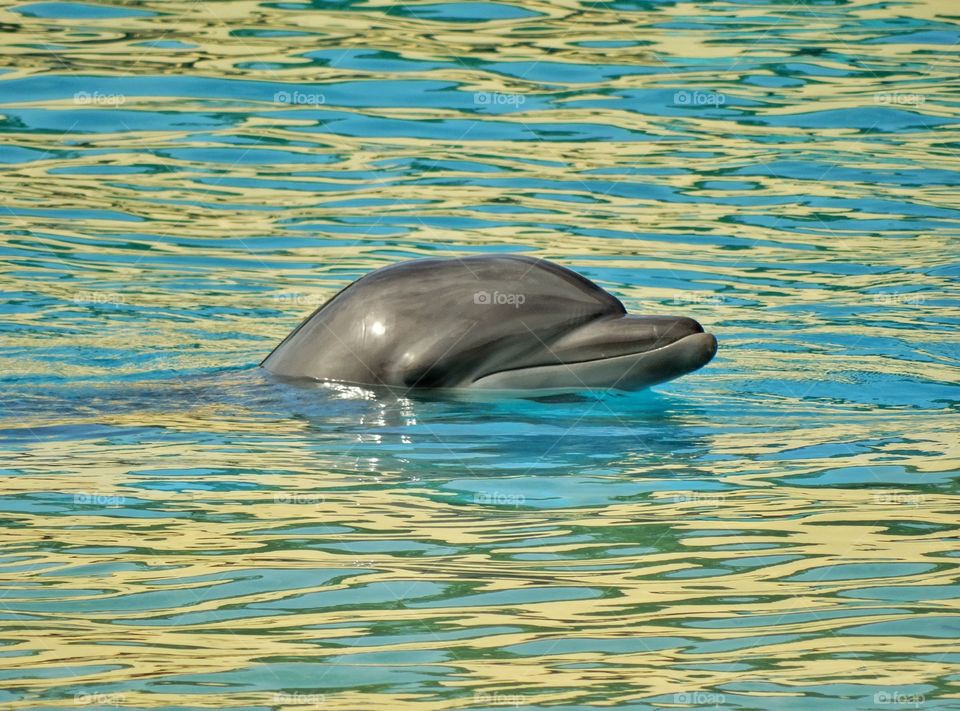 Dolphin In The Water. Bottlenose Dolphin Swimming In Clear Water
