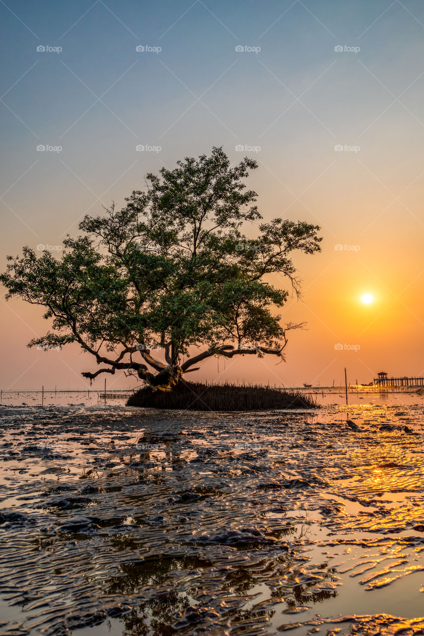 Beautiful texture of mangroves tree