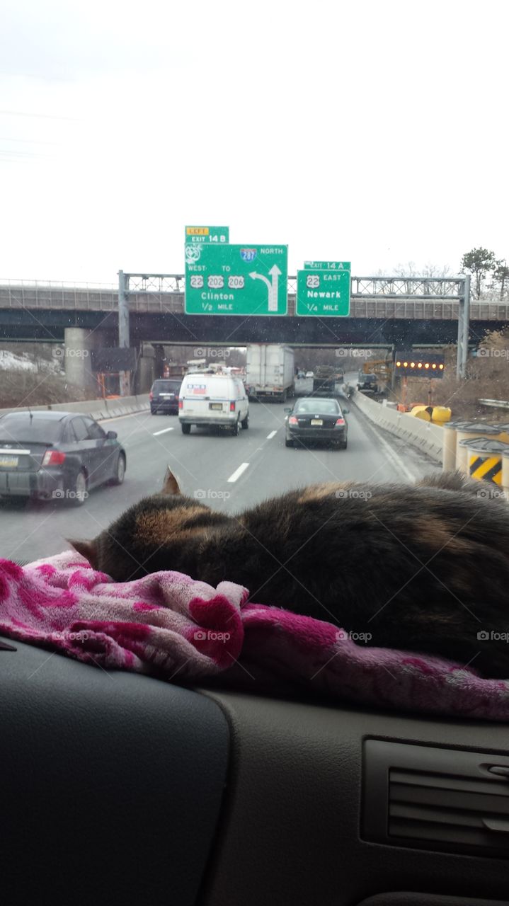 cat and travel. cat sleeping through new jersey