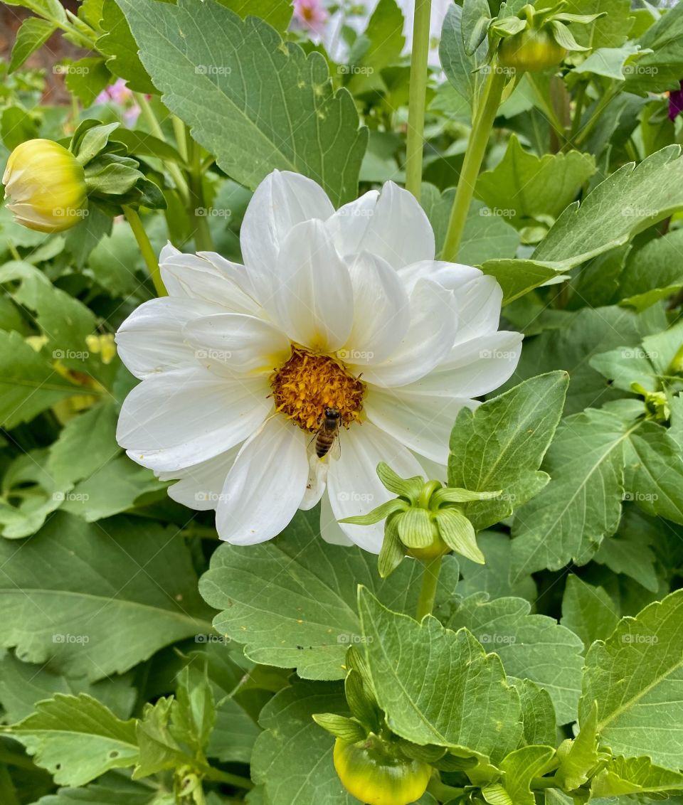 Bee on a white flower