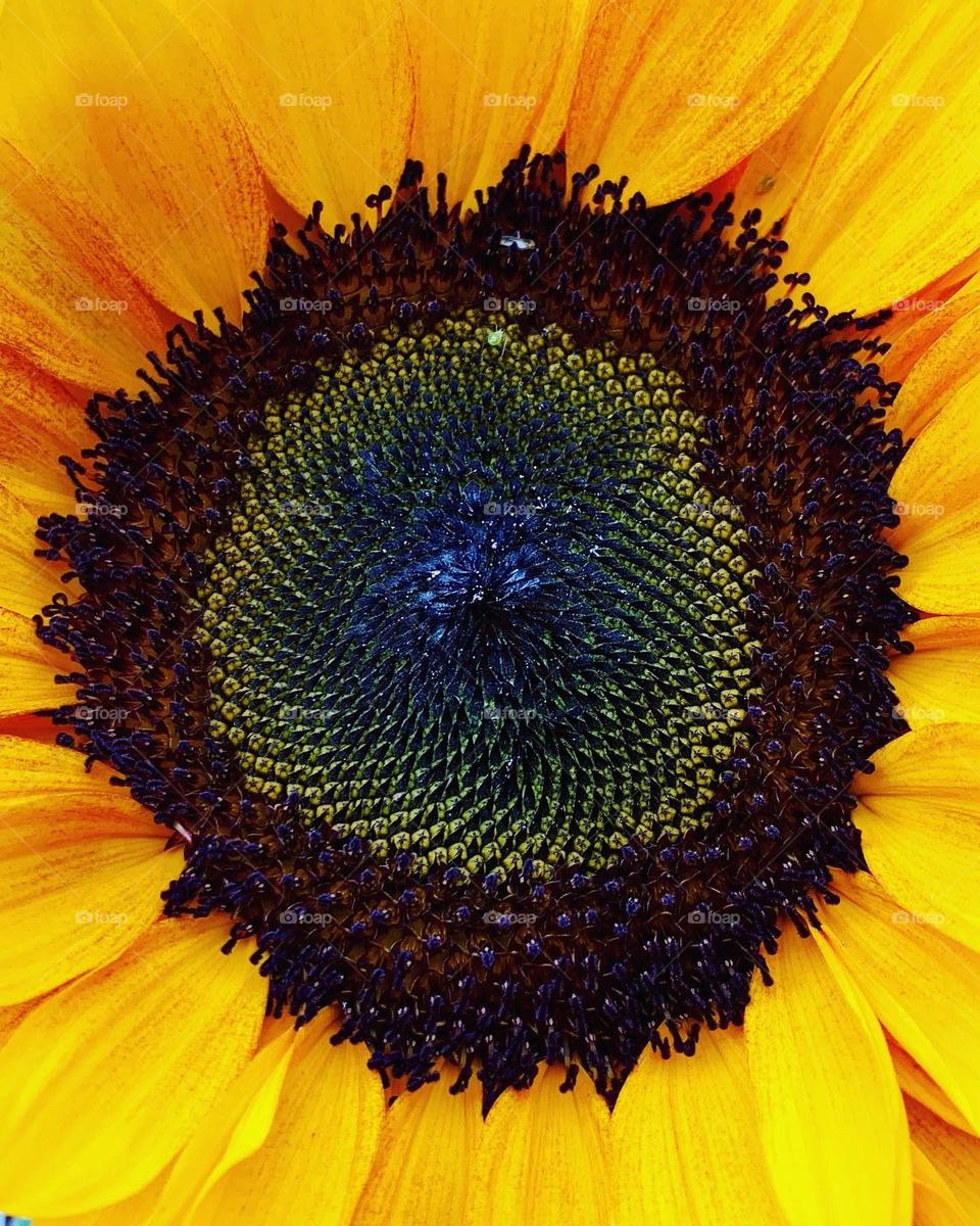 Sunflower colorful