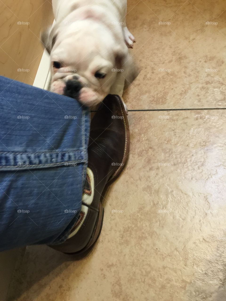 Bulldog pulling on jeans!
