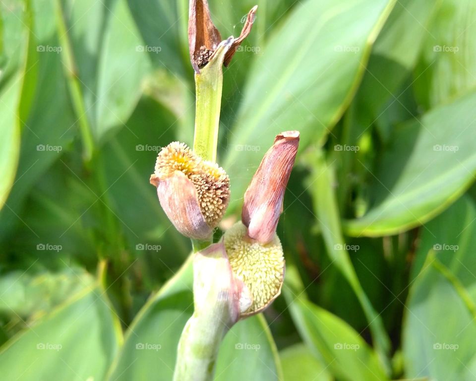 Flower buds on the park