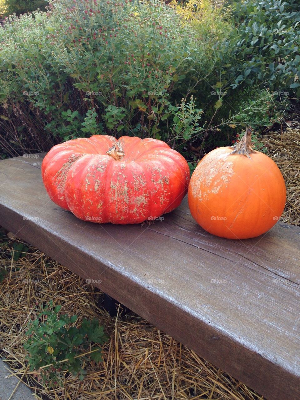 Pumpkins on Bench