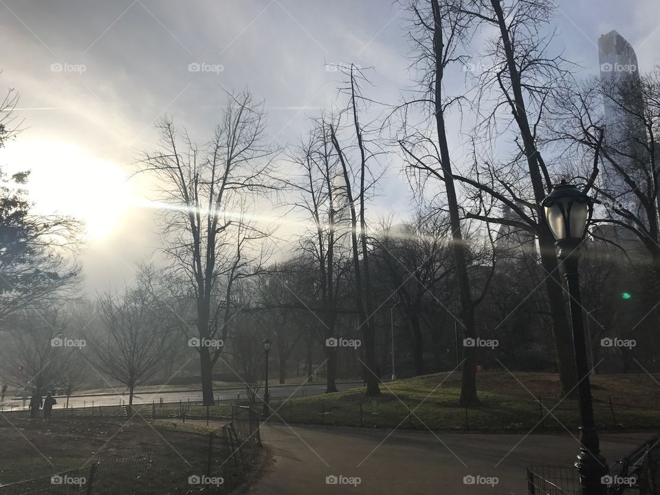Sun thru the fog, Central Park
