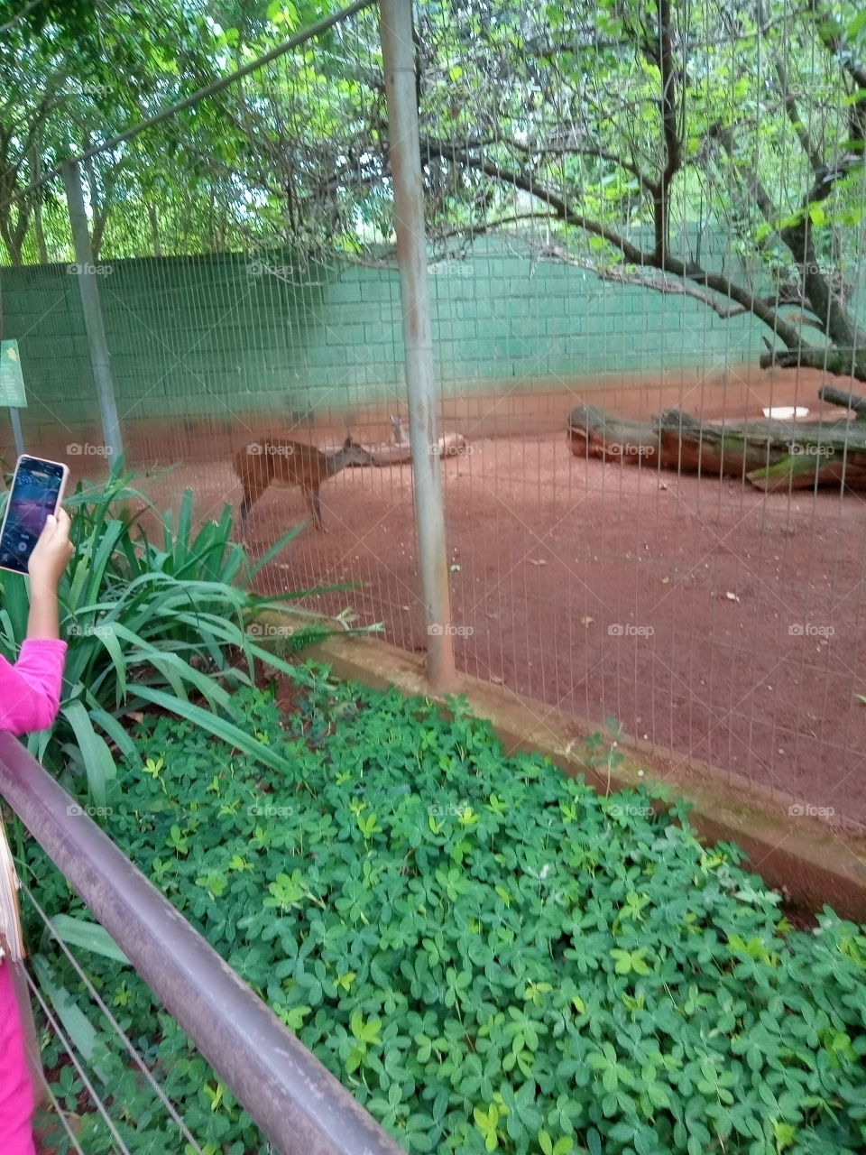 Celular, plantas e animal