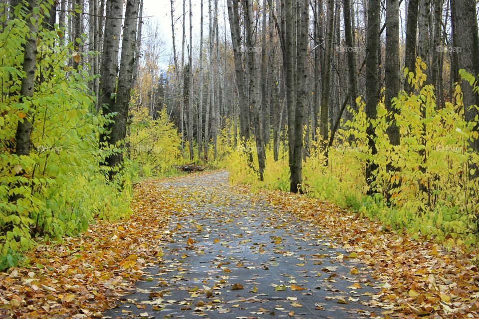 Walking path through tall birch trees in autumn