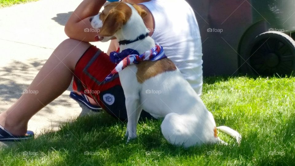 Patriotic dog