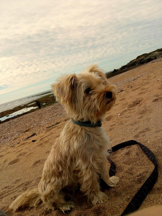 Dog in the beach