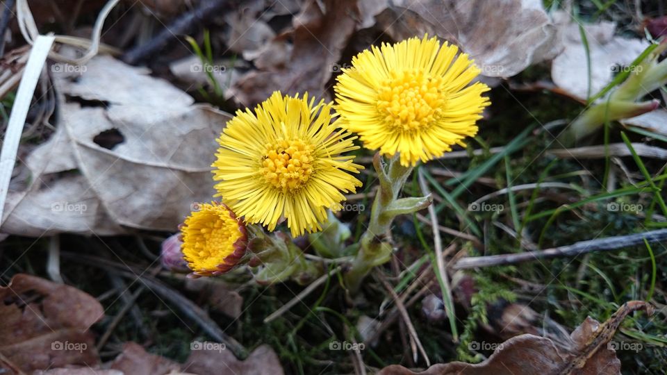 Coltsfoot