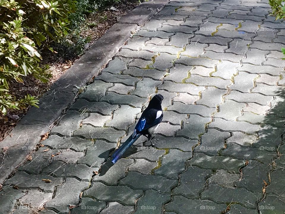 Magpie on Path