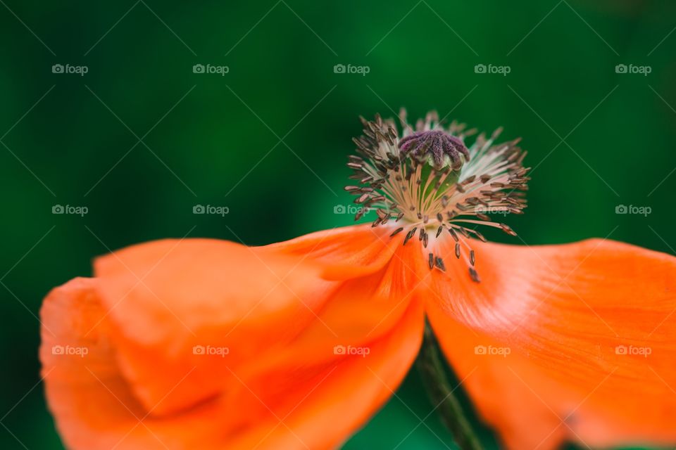 Poppy 